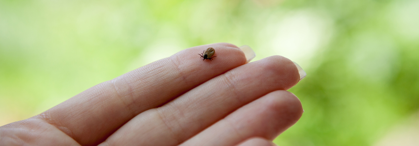 Tick on a human hand.