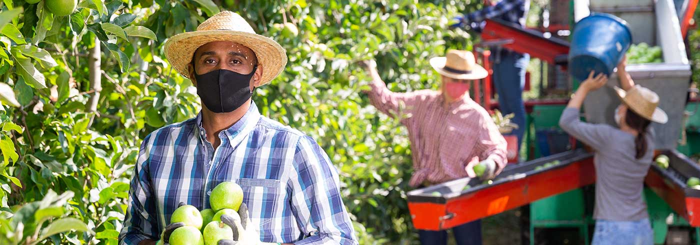 Temporary foreign workers in apple orchard.