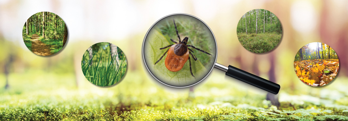Tick in magnify glass