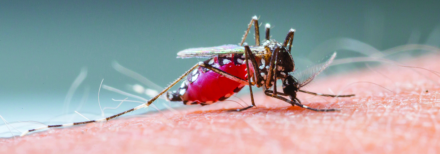 A mosquito sitting on a human arm.