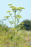 Wild parsnip plant.