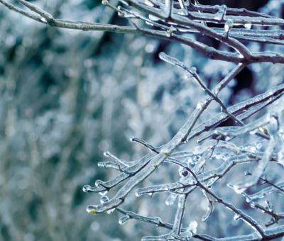 Icy branch.