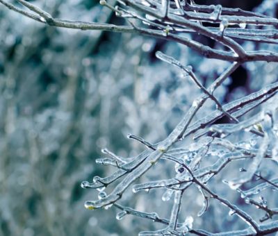 Icy branch.