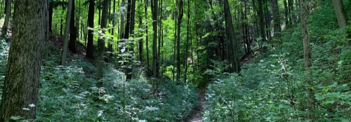 Image of a lush green forest canopy