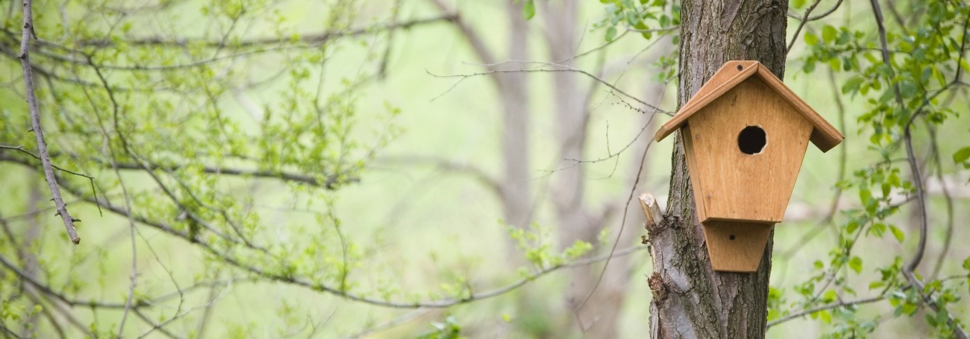 Bird house in forest