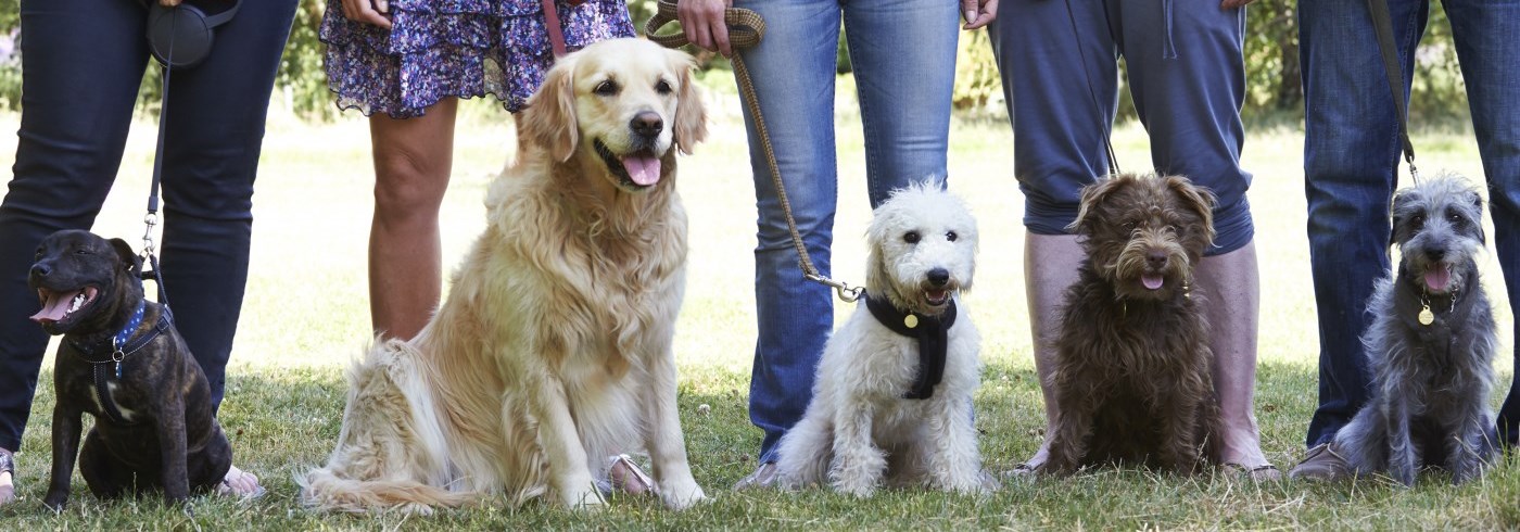 Dogs on leashes sitting