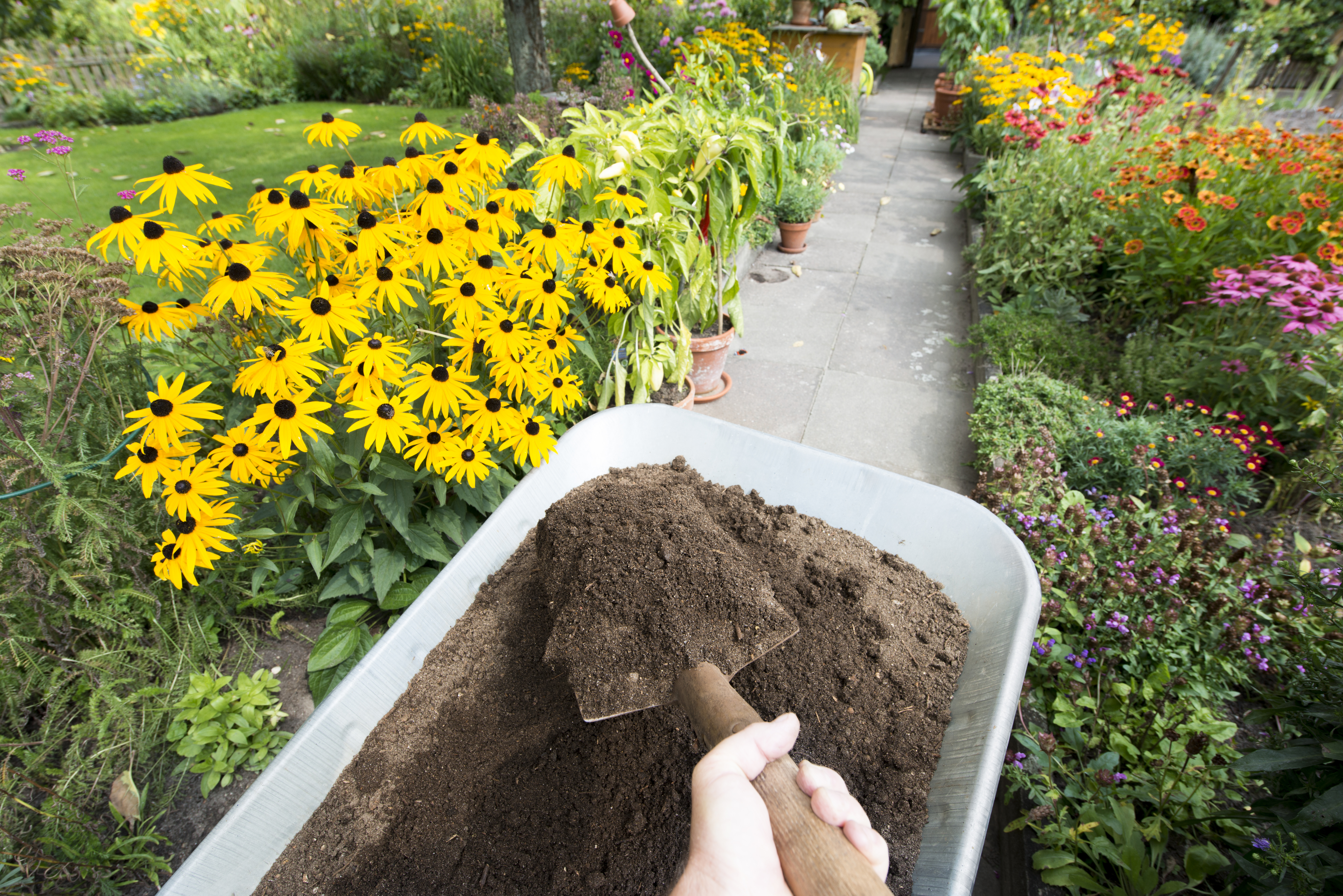 Wheel barrow with compost in it in the middle of a garden.