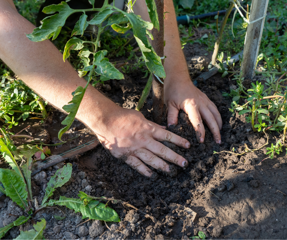 Image of someone planting a tree