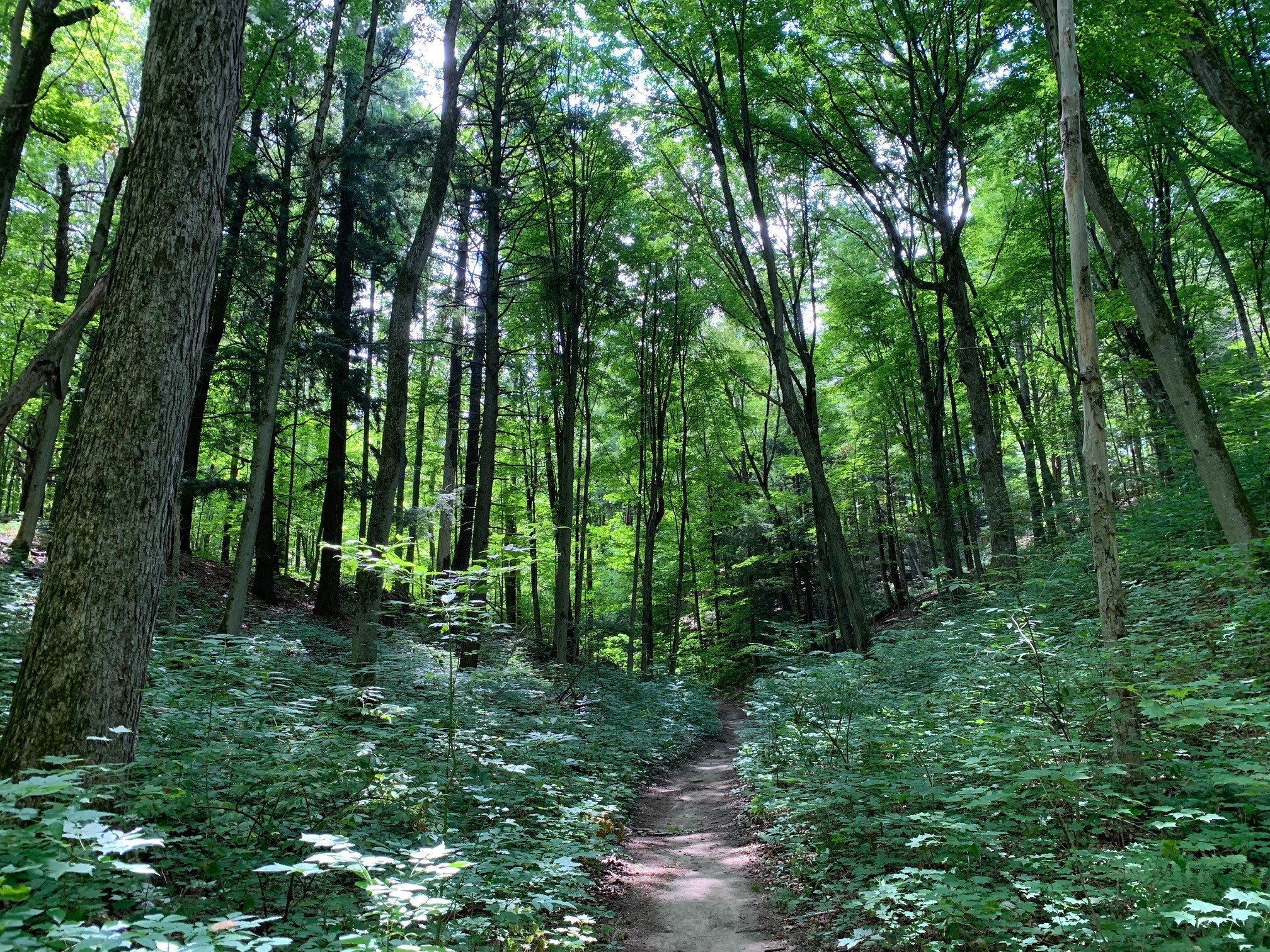 Image of trees