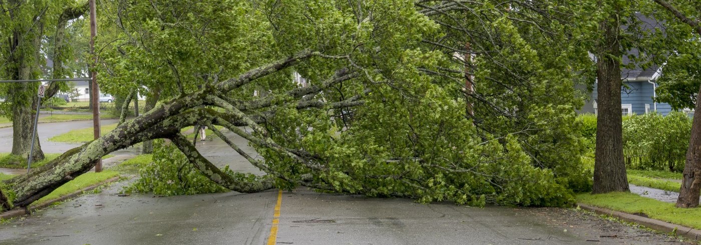 Fallen tree on residential road