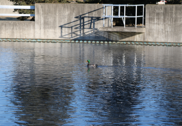 A duck swimming around the water supply plant.