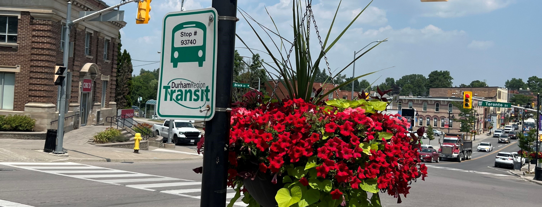 A vibrant street scene in downtown Uxbridge with a Durham Region Transit bus stop sign attached to a pole adorned with lush red flowers and green foliage. In the background, an intersection features cars and a historic brick building. The sky is clear and sunny.