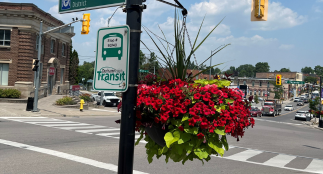 A vibrant street scene in downtown Uxbridge with a Durham Region Transit bus stop sign attached to a pole adorned with lush red flowers and green foliage. In the background, an intersection features cars and a historic brick building. The sky is clear and sunny.