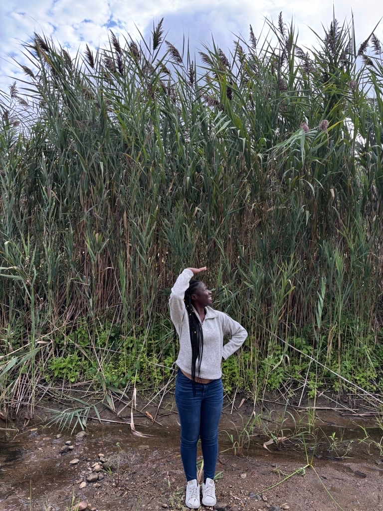 A person standing next to a phragmite