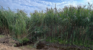 Phragmites