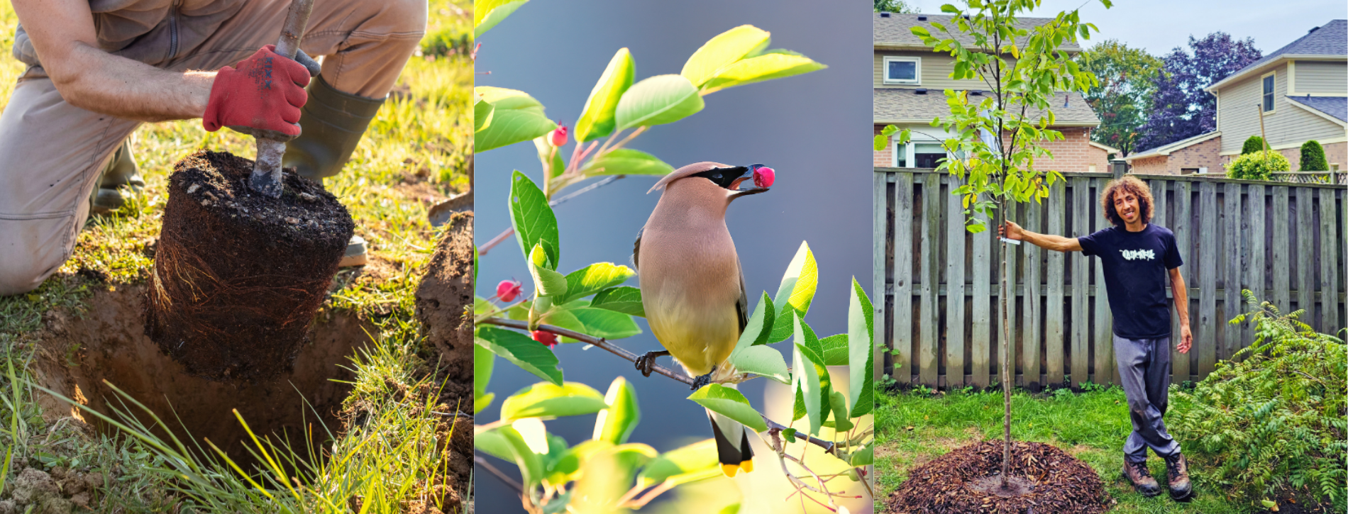 Three images include a tree being planted, a bird amongst leaves and an individual standing beside a tree.