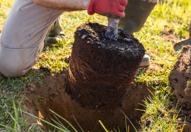 A tree being planted.