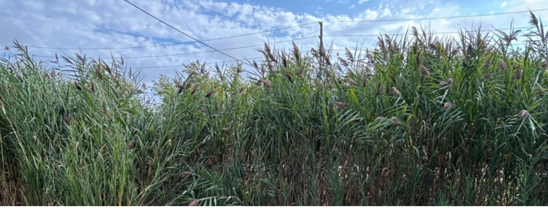 A photo of invasive phragmites