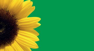 A sunflower against a green background.