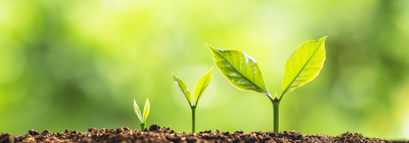 Three plants sprouting at different stages, smallest to largest, representing growth