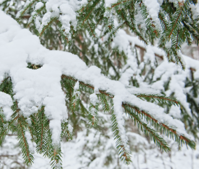 Tree with snow 
