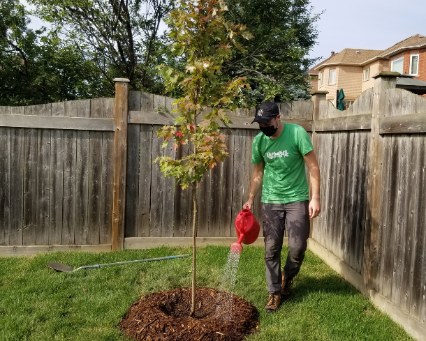 A masked person watering a newly planted tree in a backyard.