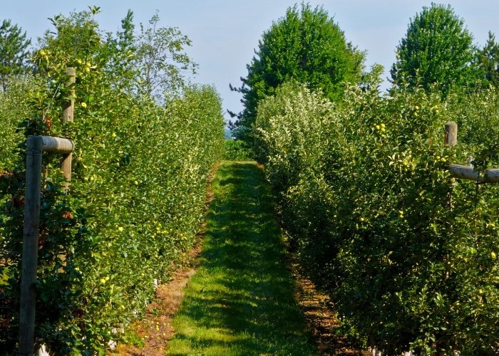 A photo of an apple orchard
