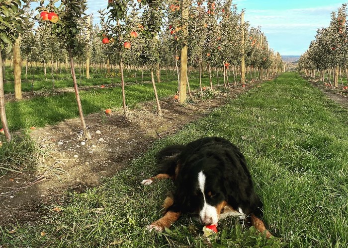 A dog laying in an apple orchard on a blue sky day snacking on an apple