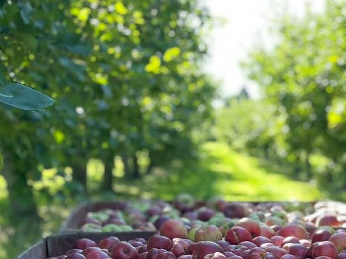 A crate of freshly picked apples at Allin's Orchards