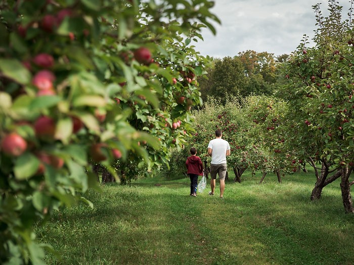 A photo of a father and son walking through an apple orchard during pick your own season at Brooks Farms