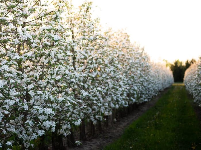 A long row of blossoming apple trees in the orchards at Maple Grove Orchards