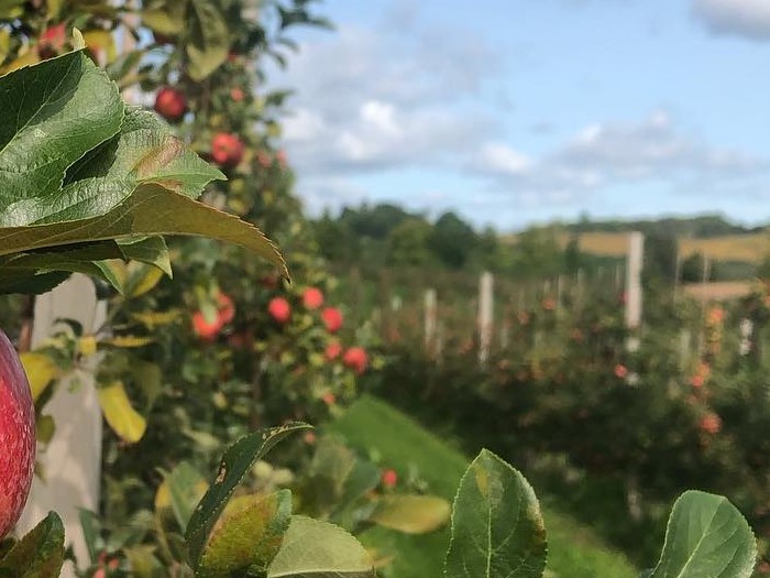 Rows of apple orchards in the rolling countryside at Nature's Bounty Farm