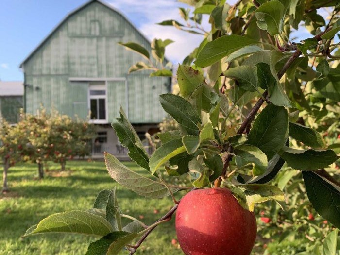 An apple growing in the orchard in front of the Ocala Winery barn