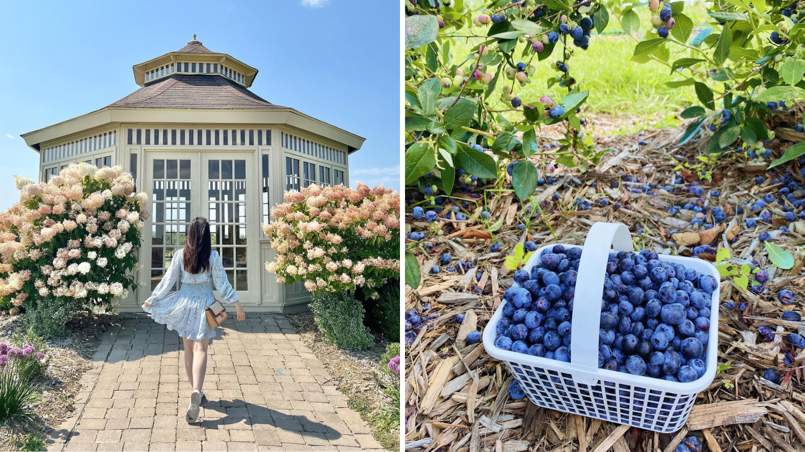 Pick your own blueberry farms near Toronto in Durham Region, Ontario