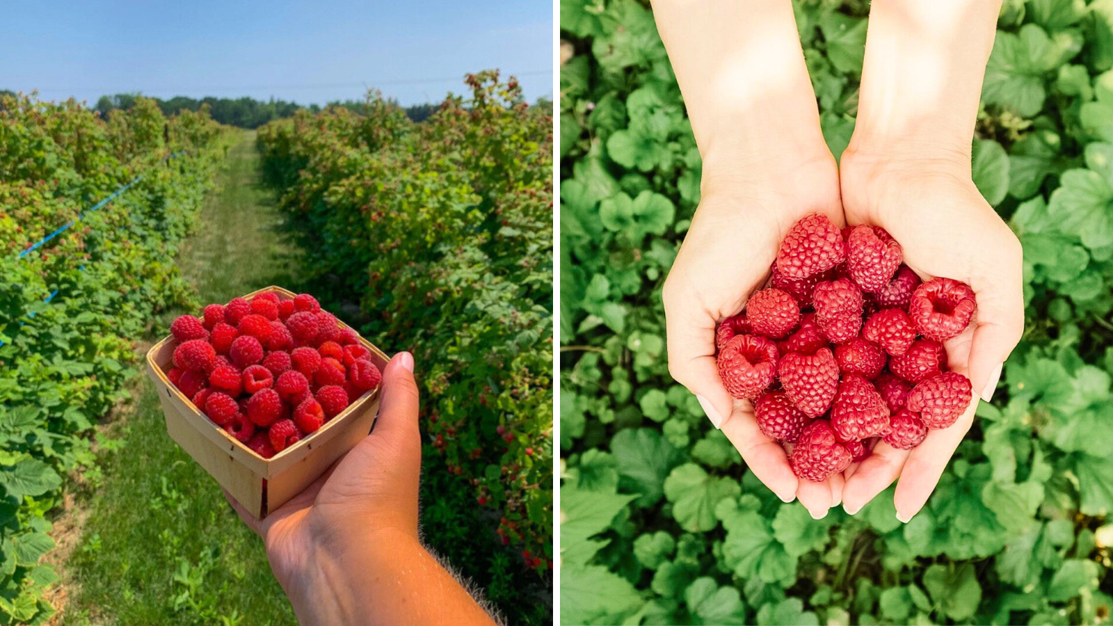 Pick your own raspberry farms near Toronto in Durham Region, Ontario