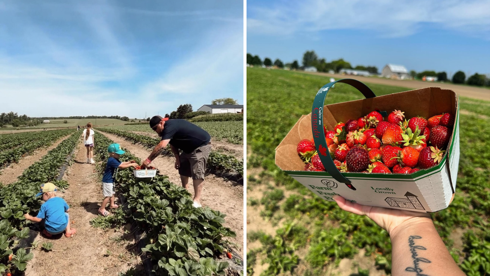 Pick your own strawberry farms near Toronto in Durham Region, Ontario