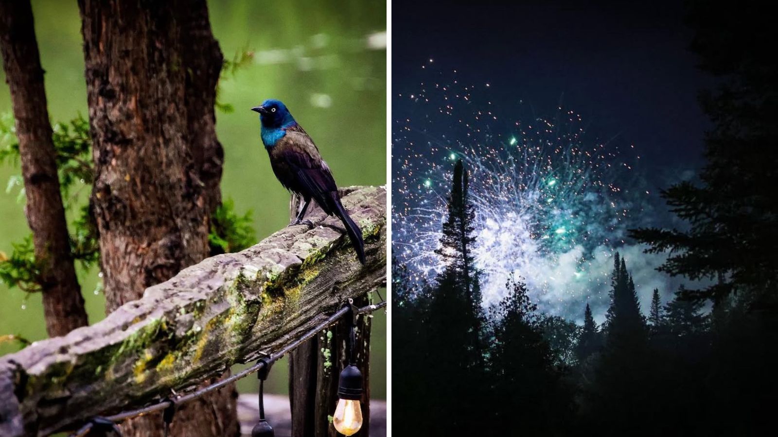 Photos by Misty Santos of Grangeways RV Park & Family Camping in Uxbridge, Ontario Collage of birds and fireworks at Grangeways RV Park & Family Camping in Uxbridge, Ontario