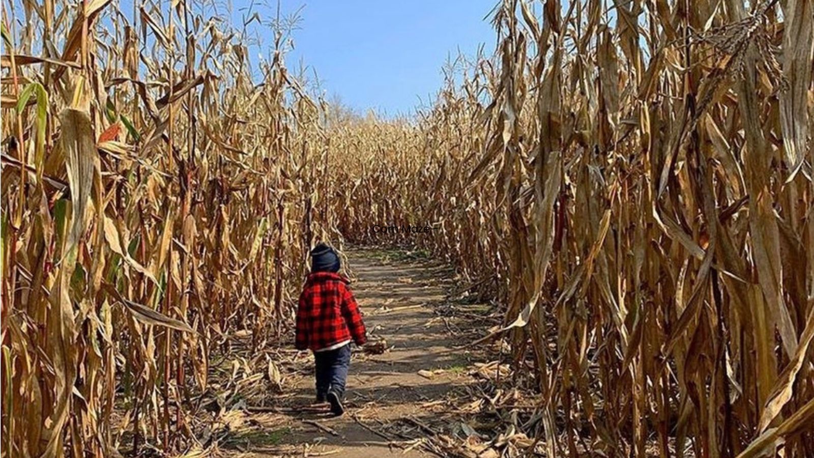 Young child walking through the corn maze at Brooks Farms in Uxbridge, Ontario, Canada.