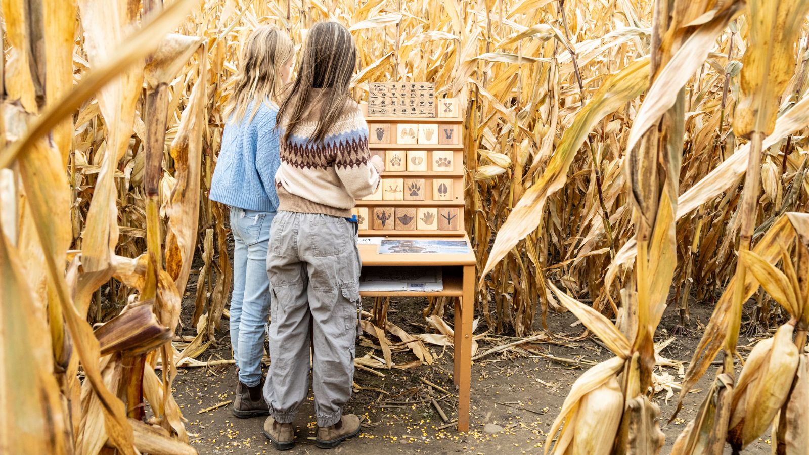 Two girls walking through a corn maze at Buzzing Bees Adventure Farm in Sunderland, Ontario, Canada.