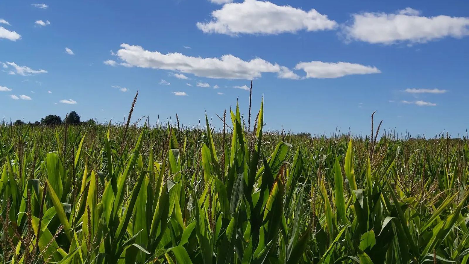 Corn stalks at Forsythe Family Farms in Uxbridge, Ontario, Canada.