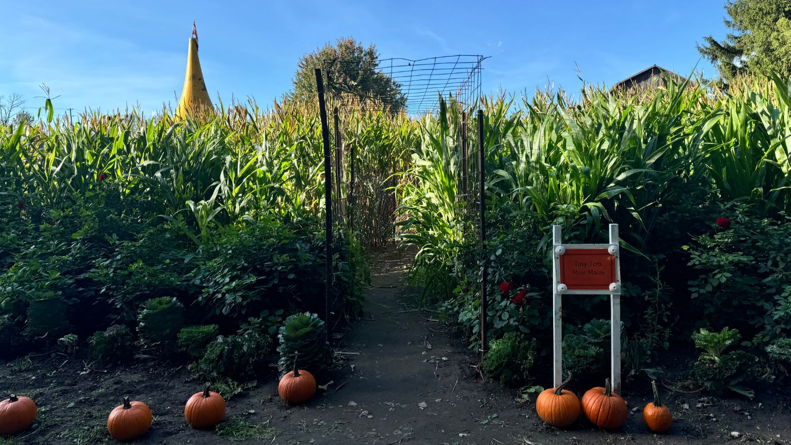 Corn maze at Knox's Pumpkin Farm in Hampton, Ontario, Canada.