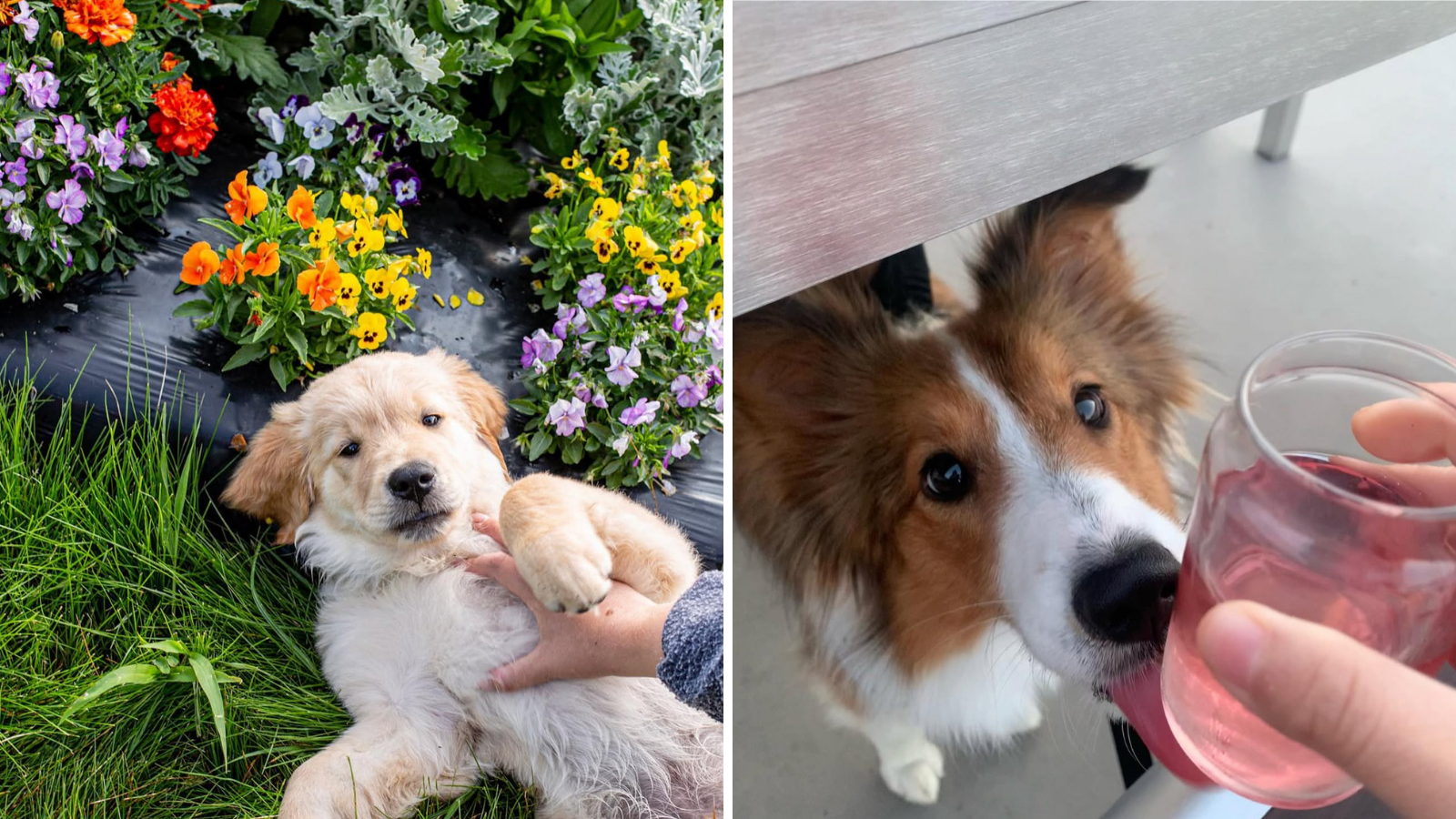 Dog-friendly events and patios near Toronto in Durham Region, Ontario
