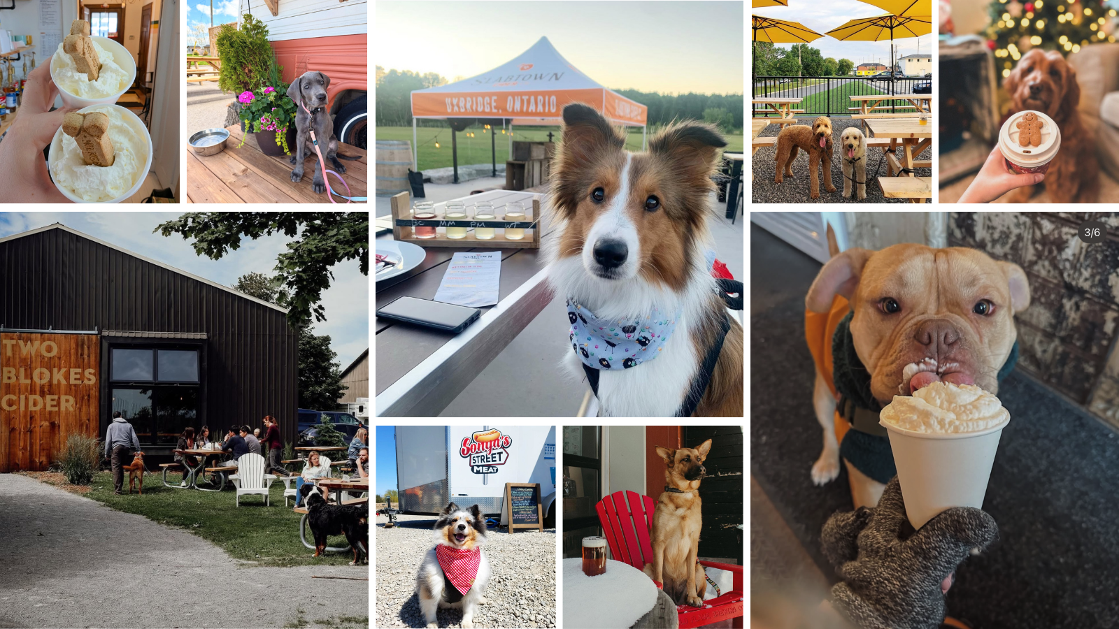 Dog friendly patios and puppacinos near Toronto in Durham Region, Ontario