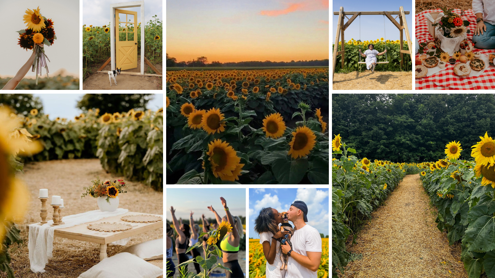 Sunflower farms near Toronto in Durham Region, Ontario, Canada