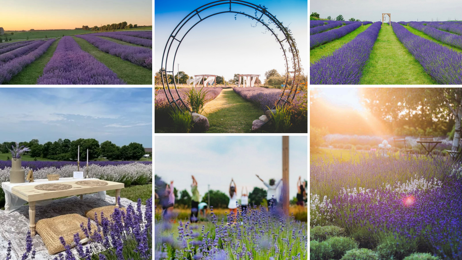 Lavender farms near Toronto in Durham Region, Ontario, Canada