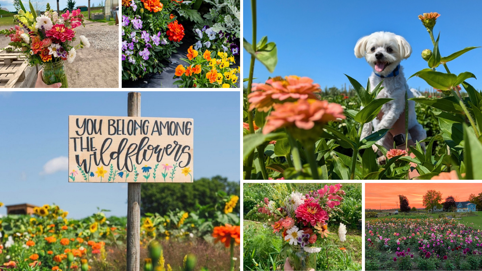 Wildflower farms near Toronto in Durham Region, Ontario, Canada
