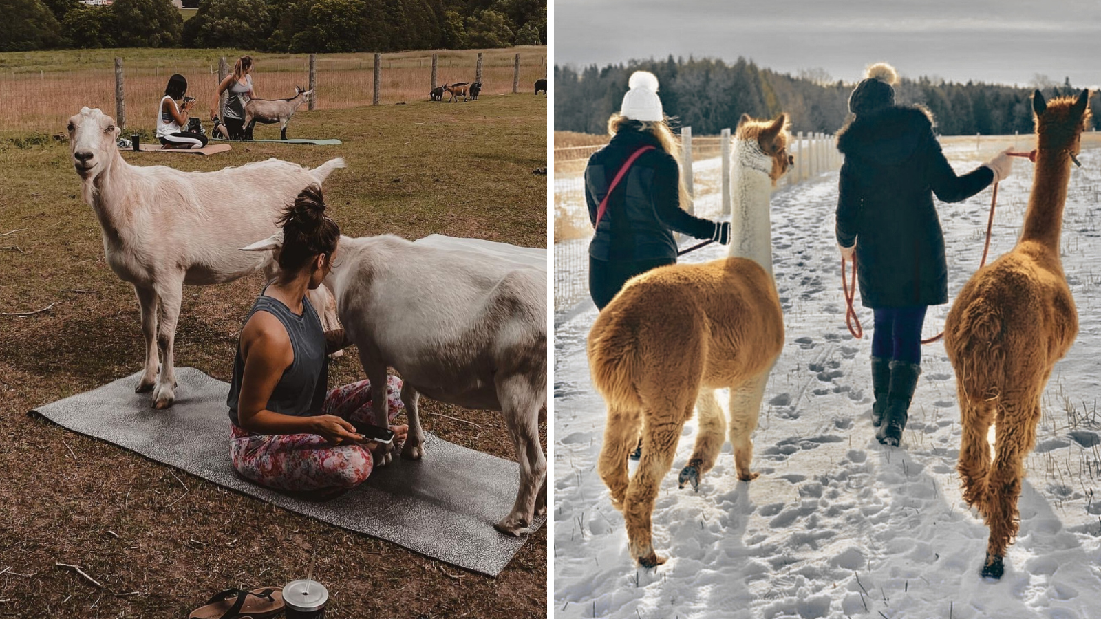 Collage of people doing goat yoga and walking alpacas at Kavanaugh Farms in Clarington