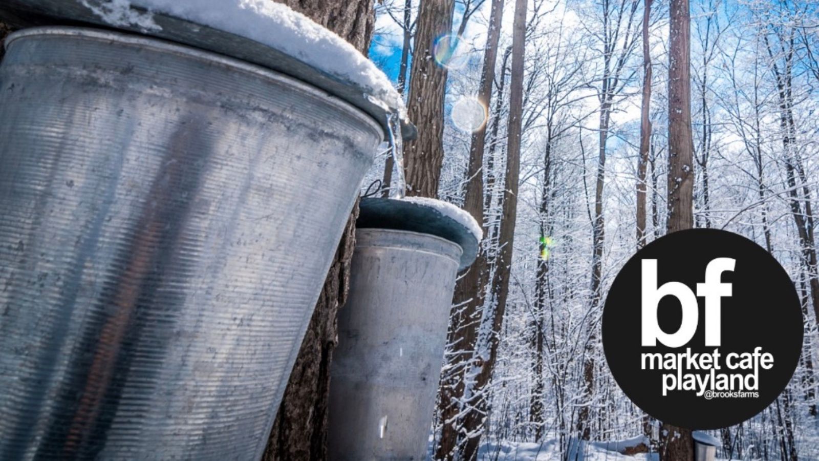 Maple syrup trees at Brooks Farms in Uxbridge, Ontario