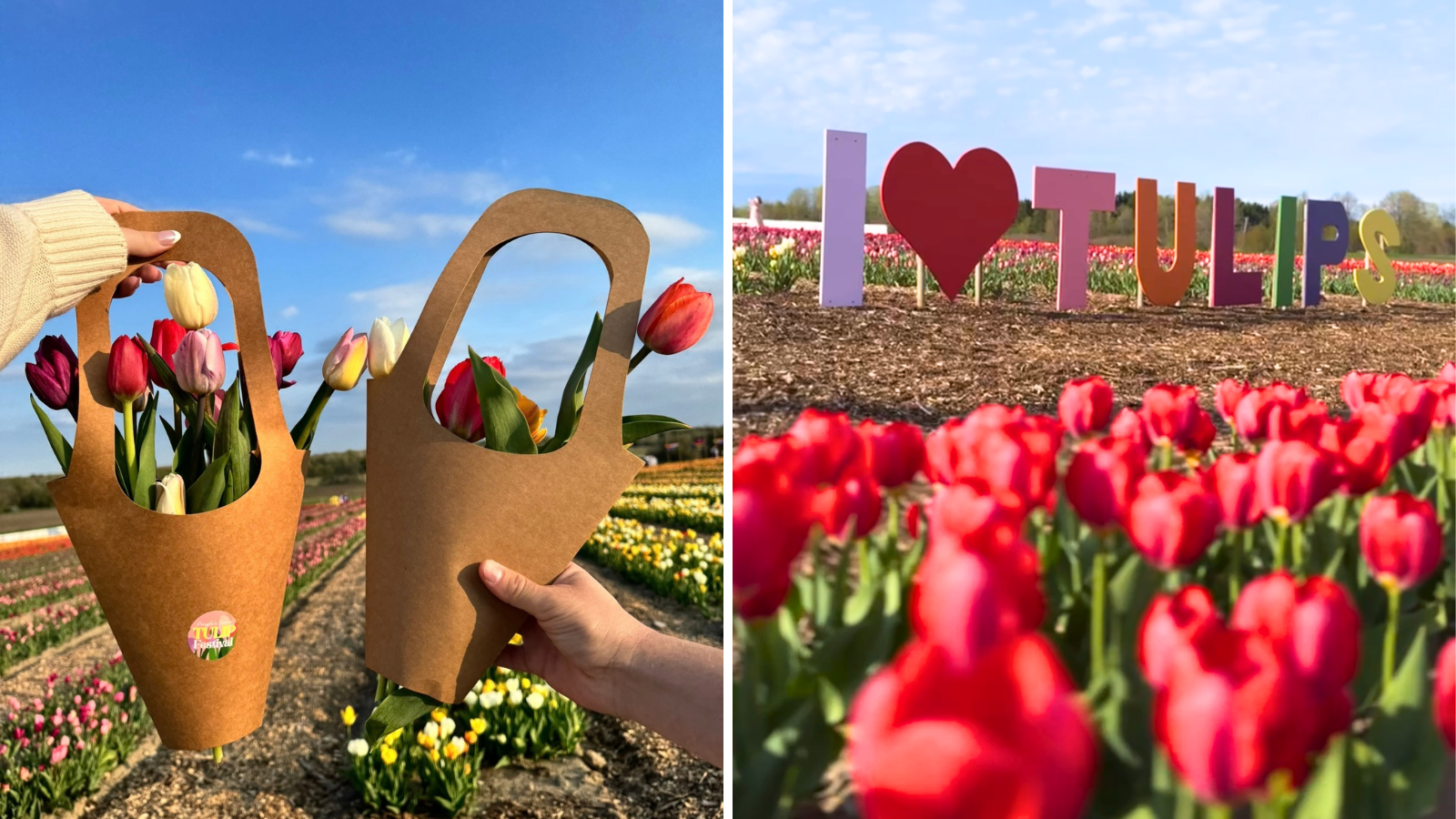Collage of tulips at Pingle's Farm in Clarington, Ontario