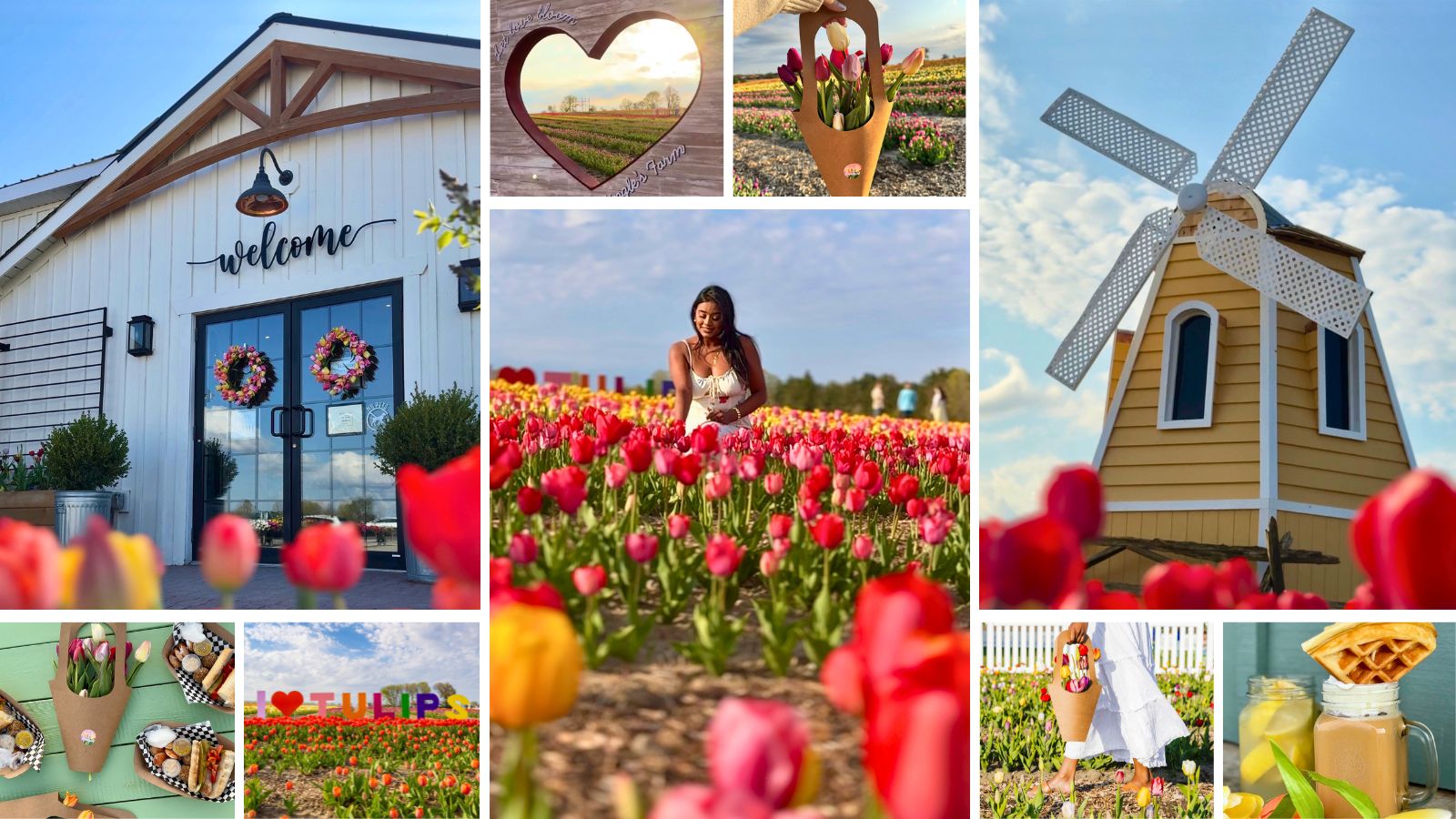 Collage of tulips, drinks and food at Pingle's Farm in Clarington, Ontario